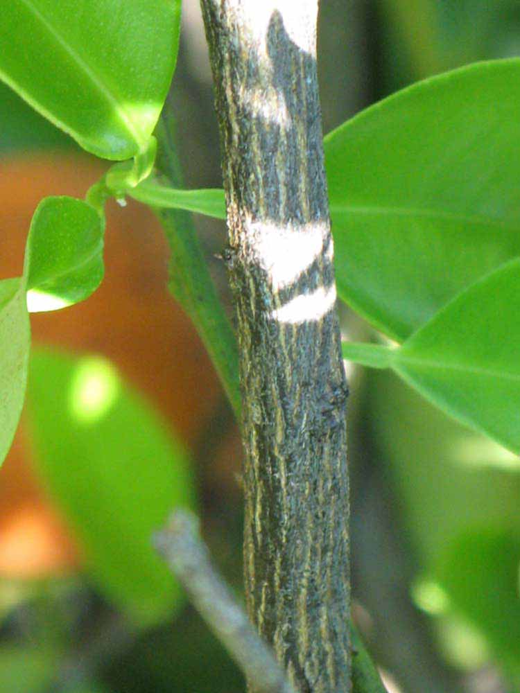              Second - third year twig (Winter Haven, FL)       